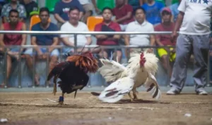 Chinh Phục Sảnh Đá Gà GA28 Fun88 Với Hướng Dẫn Toàn Tập A Z 2 Đá Gà GA28 Fun88