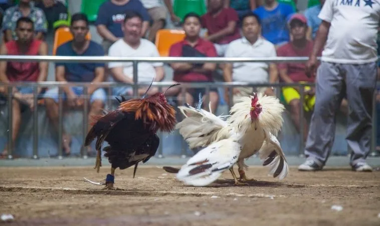 Chinh Phục Sảnh Đá Gà GA28 Fun88 Với Hướng Dẫn Toàn Tập A Z 1 Đá Gà GA28 Fun88