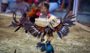 Bí Kíp Chơi Đá Gà Sabong Fun88 Bất Bại Từ Cao Thủ Hàng Đầu 3 đá gà Sabong tại Fun88